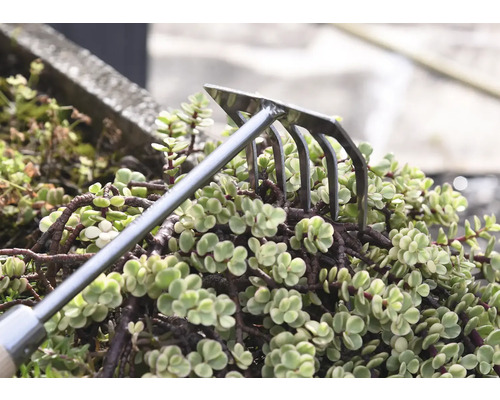 Gartenrechen zur Bodenbearbeitung zwischen Pflanzen