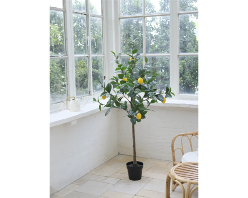 Dekorativer Zitronenbaum im Topf vor einem Fenster