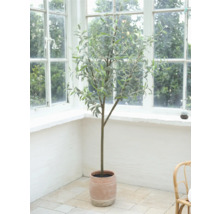 Dekorativer Olivenbaum im Topf vor einem Fenster