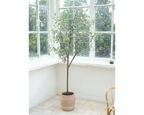 Dekorativer Olivenbaum im Topf vor einem Fenster