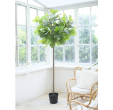 Zimmerpflanze im Topf vor einem Fenster.