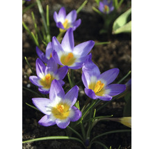 Nahaufnahme von violetten Krokussen im Gartenbeet.