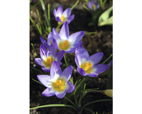 Nahaufnahme von violetten Krokussen im Gartenbeet.