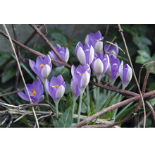 Nahaufnahme von Krokussen im Garten