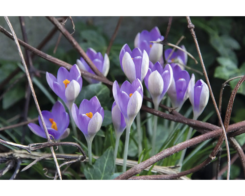 Nahaufnahme von Krokussen im Garten