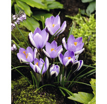 Krokusse im Gartenbeet