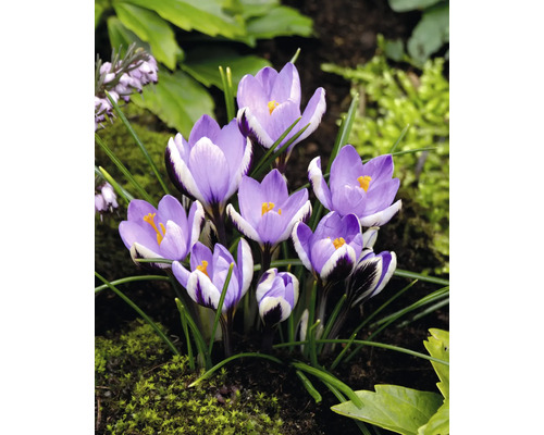 Krokusse im Gartenbeet