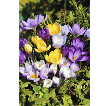 Nahaufnahme von Krokussen in verschiedenen Farben im Gartenbeet.