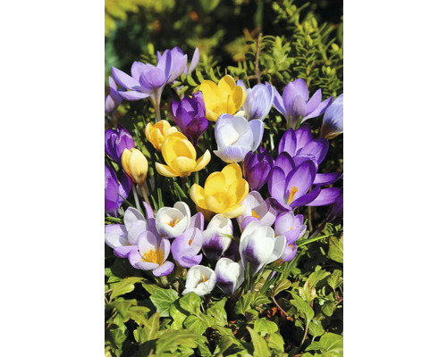 Nahaufnahme von Krokussen in verschiedenen Farben im Gartenbeet.