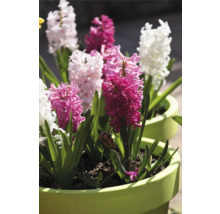 Hyazinthen in Töpfen