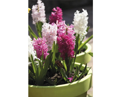 Hyazinthen in Töpfen