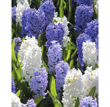 Nahaufnahme von Hyazinthen mit Blüten