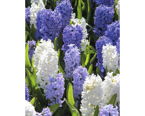 Nahaufnahme von Hyazinthen mit Blüten