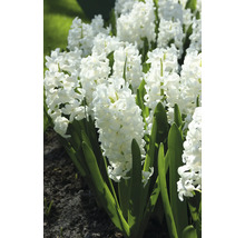 Nahaufnahme von weissen Hyazinthen im Gartenbeet.