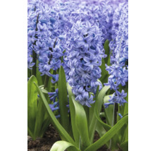 Nahaufnahme von blühenden Hyazinthen im Garten.