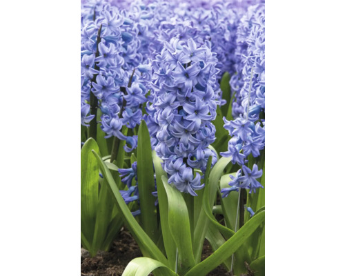 Nahaufnahme von blühenden Hyazinthen im Garten.
