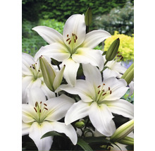 Nahaufnahme von weißen Lilienblüten mit grünen Knospen