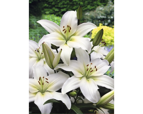 Nahaufnahme von weißen Lilienblüten mit grünen Knospen