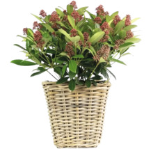 Skimmie in geflochtenem Korb