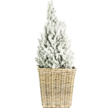 Dekorativer, schneebedeckter Miniatur-Weihnachtsbaum im Korb