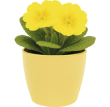 Gelbe Schlüsselblume in einem Topf