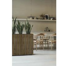 Helles Interieur mit Holztisch, Stühlen und Pflanzgefäß mit Grünpflanzen