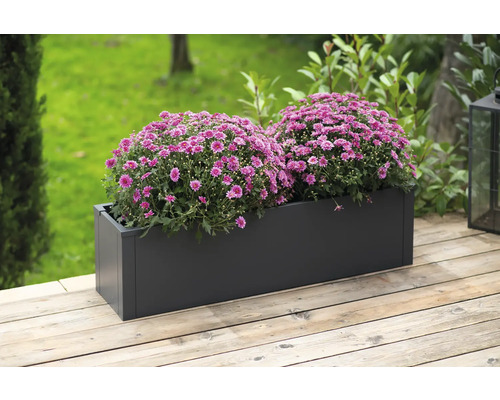 Rechteckiger Pflanzkasten mit zwei Büschen lila Blüten auf einer Holzterrasse