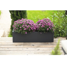 Rechteckiger Pflanzkasten mit violetten Chrysanthemen auf Holzterrasse