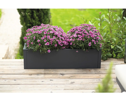 Rechteckiger Pflanzkasten mit violetten Chrysanthemen auf Holzterrasse