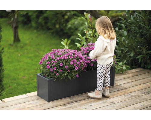 Ein rechteckiger Pflanzkasten mit üppigen lila Chrysanthemen auf einer Holzterrasse, betrachtet von einem kleinen Mädchen