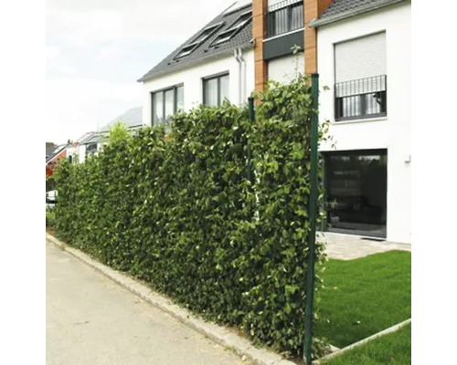 Blick auf eine grüne Laubhecke als Sichtschutz im Garten