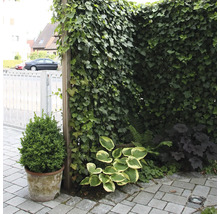 Gartenszene mit Efeu bewachsener Wand, Topfpflanze und Zierpflanzen