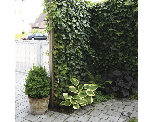 Gartenszene mit Efeu bewachsener Wand, Topfpflanze und Zierpflanzen