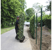 Mann trägt Efeu Fertighecke für den Garten