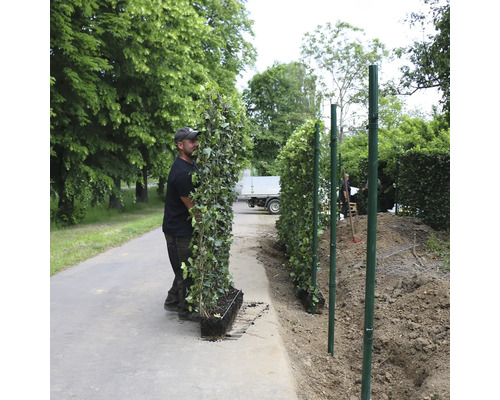 Mann trägt Efeu Fertighecke für den Garten