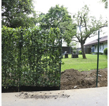 Gartenszene mit Sichtschutzzaun aus Efeu