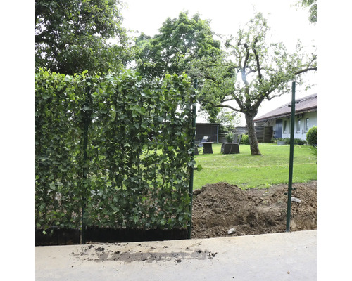 Gartenszene mit Sichtschutzzaun aus Efeu