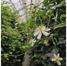 Nahaufnahme von Clematis-Blüten mit grünen Blättern