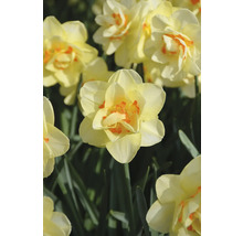 Nahaufnahme einer gefüllten Narzissenblüte im Garten.