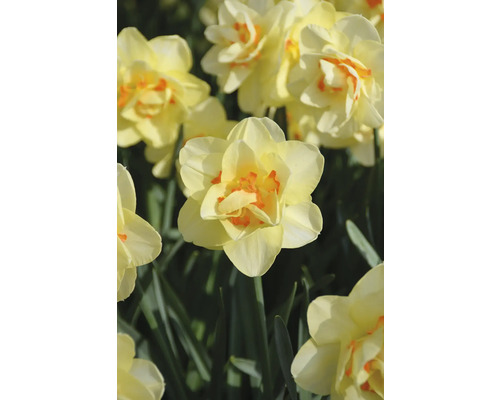 Nahaufnahme einer gefüllten Narzissenblüte im Garten.