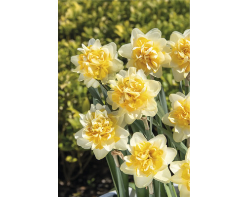 Nahaufnahme von gefüllten Narzissenblüten im Garten