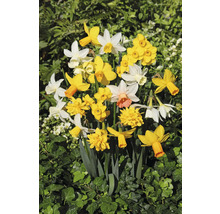 Blühende Narzissen mit gelben und weißen Blüten im Garten.