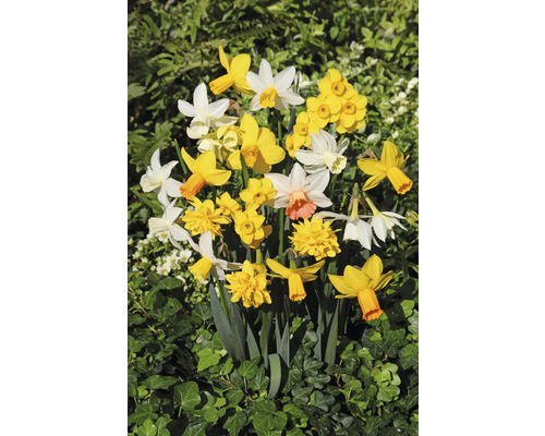 Blühende Narzissen mit gelben und weißen Blüten im Garten.