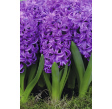 Nahaufnahme von Hyazinthenblüten mit grünen Blättern