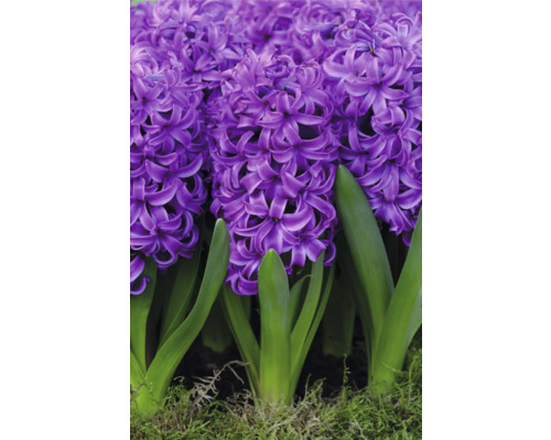 Nahaufnahme von Hyazinthenblüten mit grünen Blättern