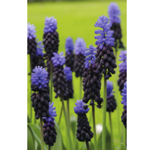 Nahaufnahme von Traubenhyazinthen im Garten.