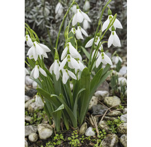 Gruppe von Schneeglöckchen im Gartenbeet