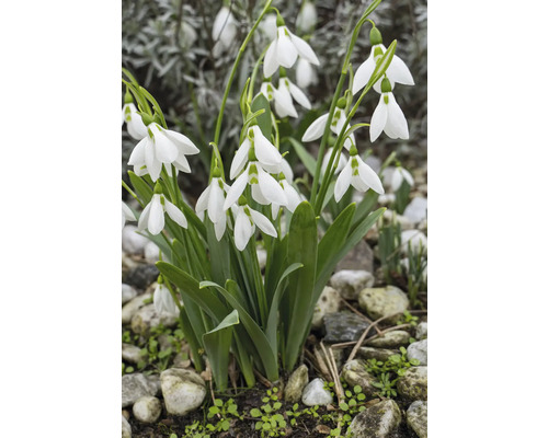Gruppe von Schneeglöckchen im Gartenbeet