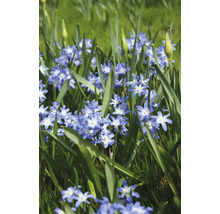 Nahaufnahme von Blausternchen im Gras