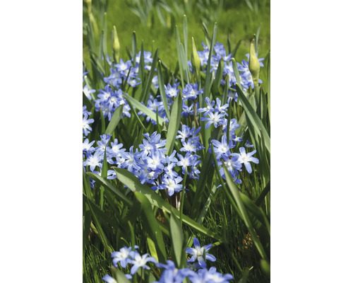 Nahaufnahme von Blausternchen im Gras